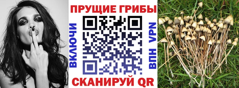 Псилоцибиновые грибы мухоморы  Миньяр 